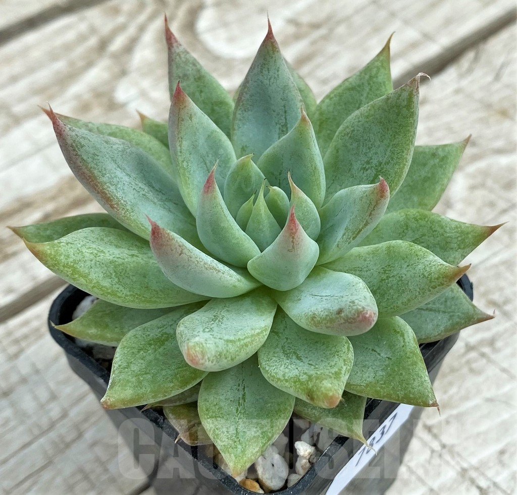 SHND7837 Echeveria ‘Rajoya’ - Image 2