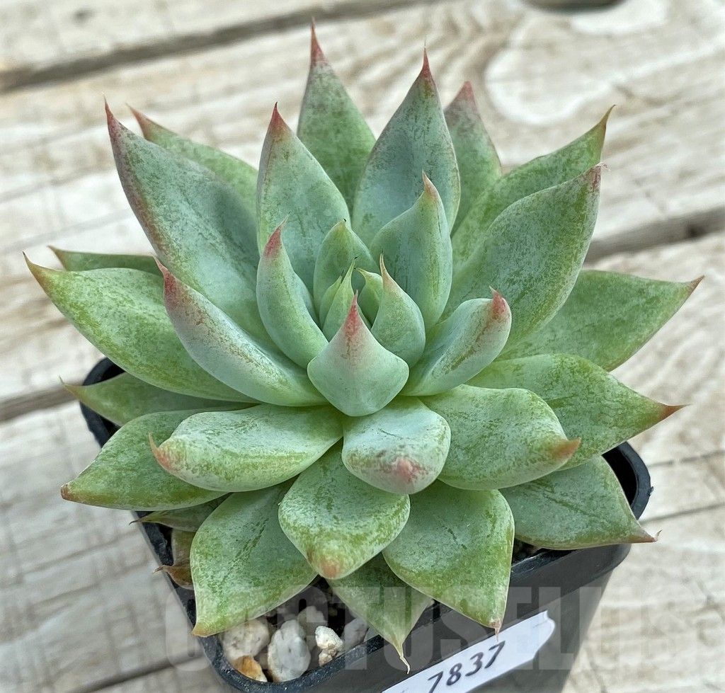 SHND7837 Echeveria ‘Rajoya’