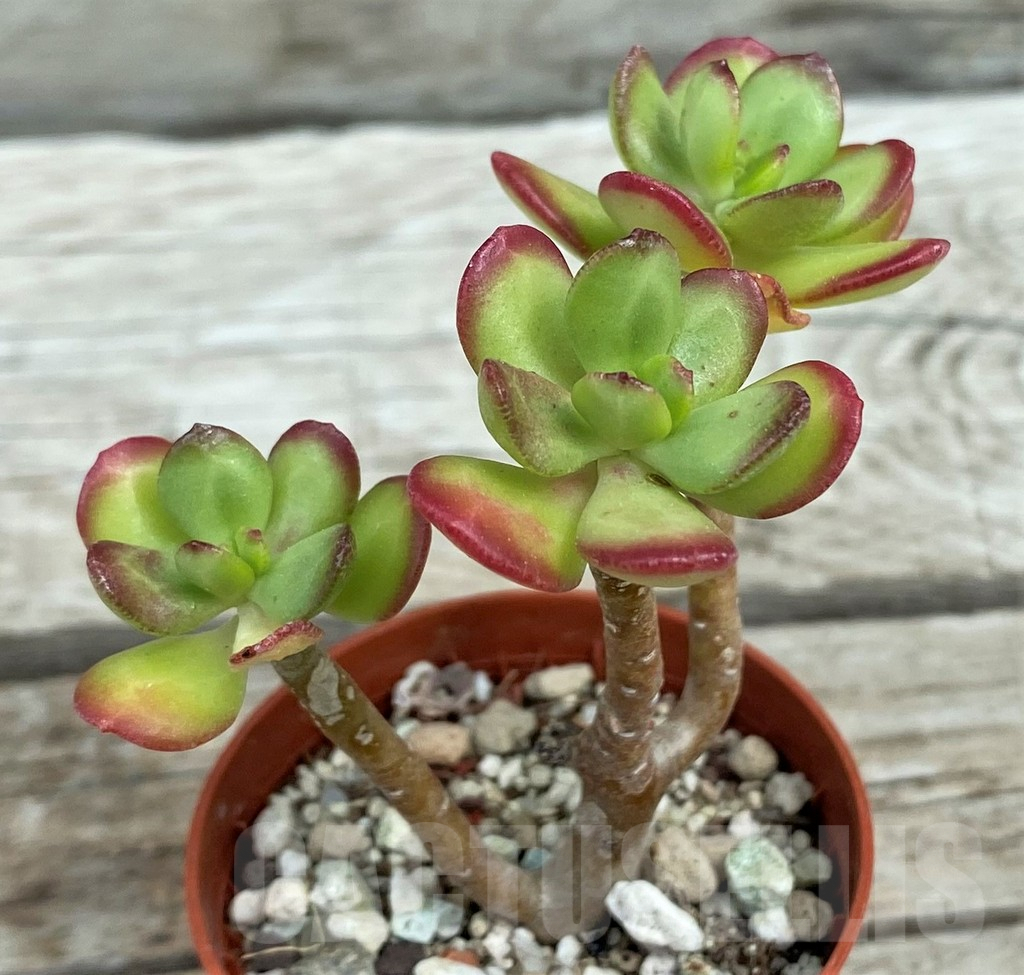 SH7838 Sedum dendroideum - Image 3