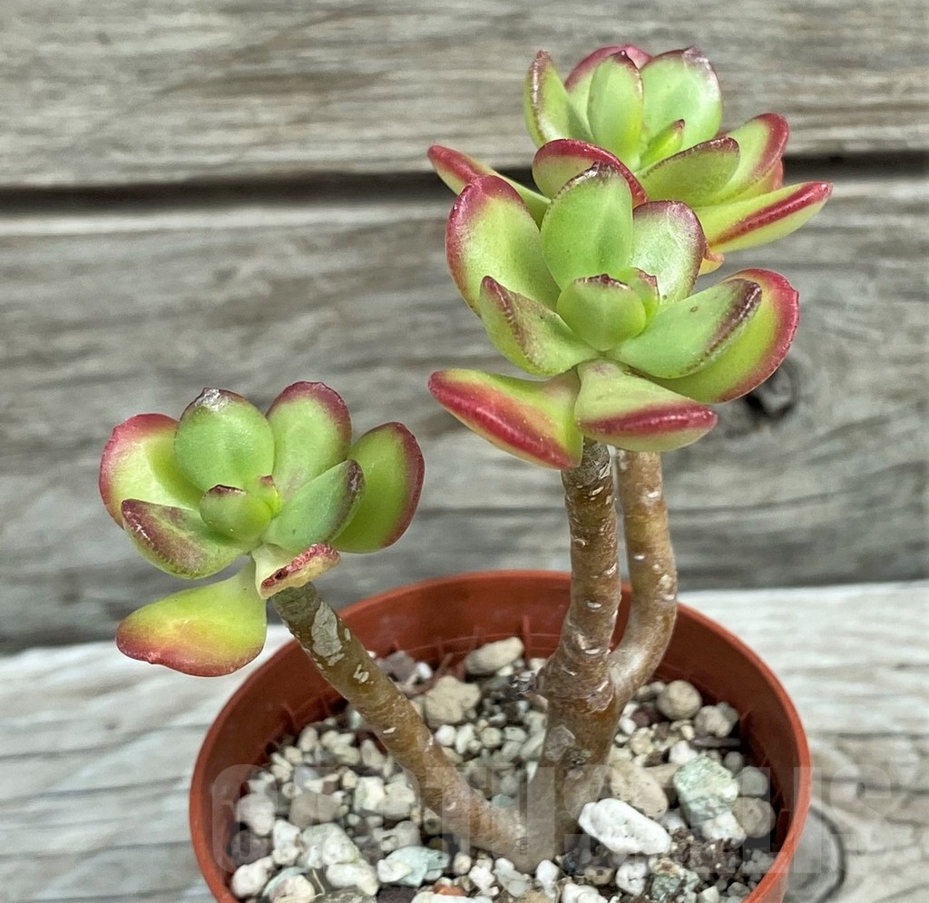 SH7838 Sedum dendroideum - Image 2