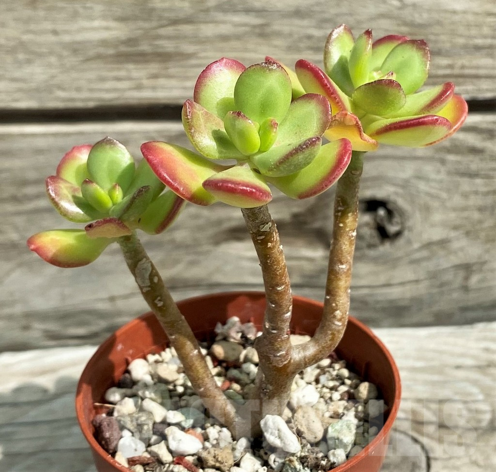 SH7838 Sedum dendroideum