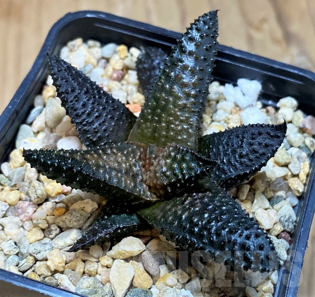 SH8028 Haworthia koelmaniorum x scabra -Japan-