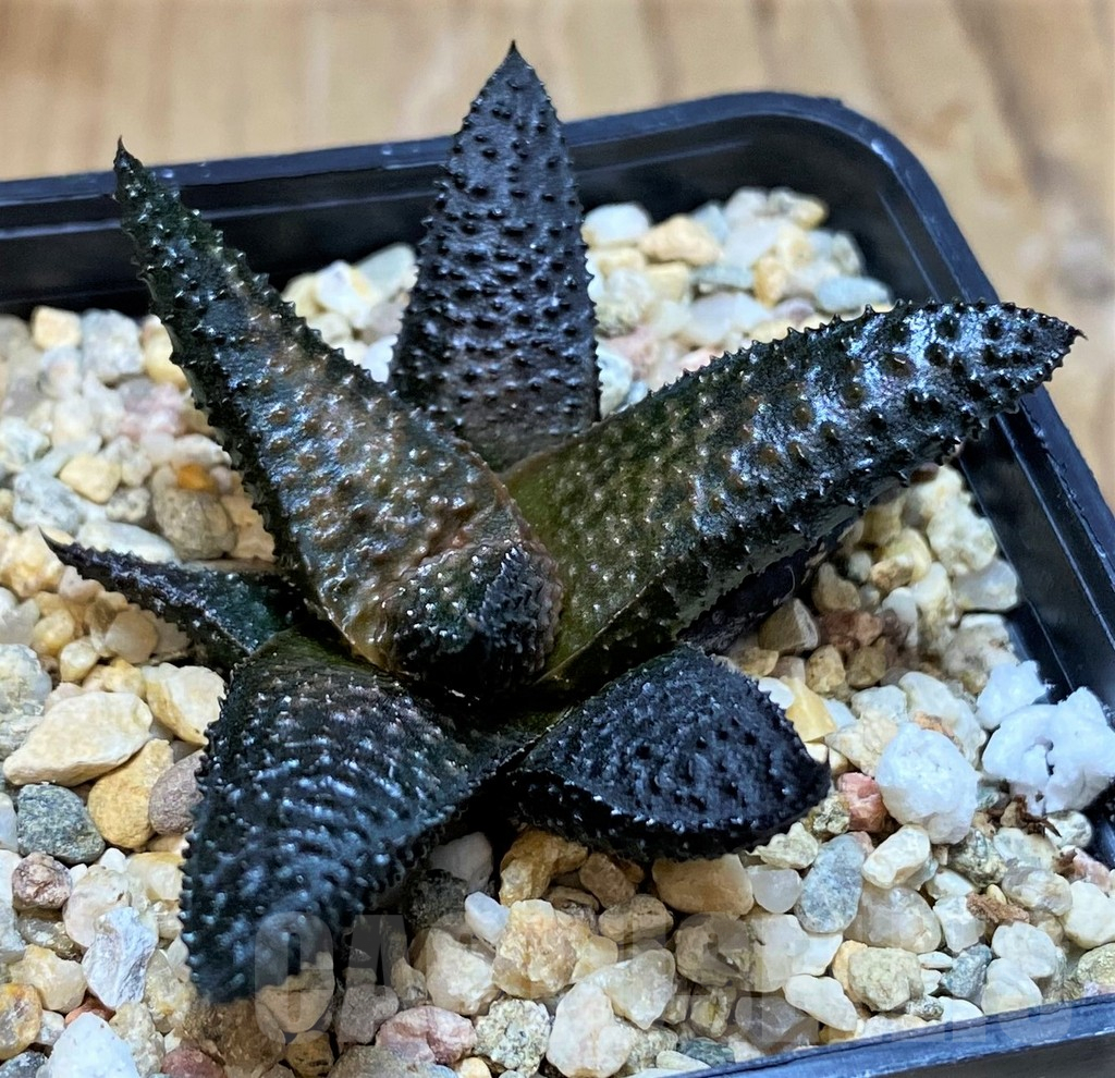 SH8028 Haworthia koelmaniorum x scabra -Japan- - Image 2