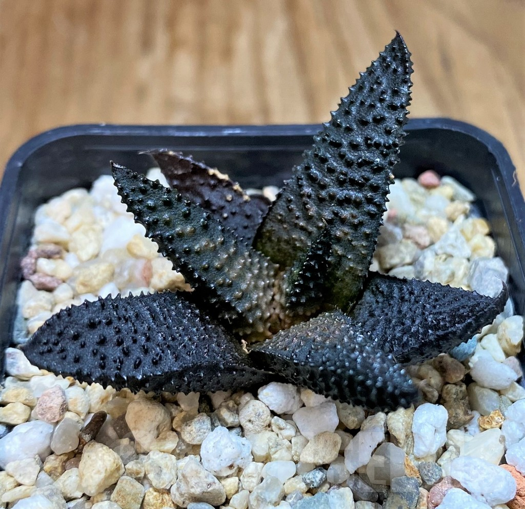 SH8029 Haworthia koelmaniorum x scabra -Japan- - Image 2