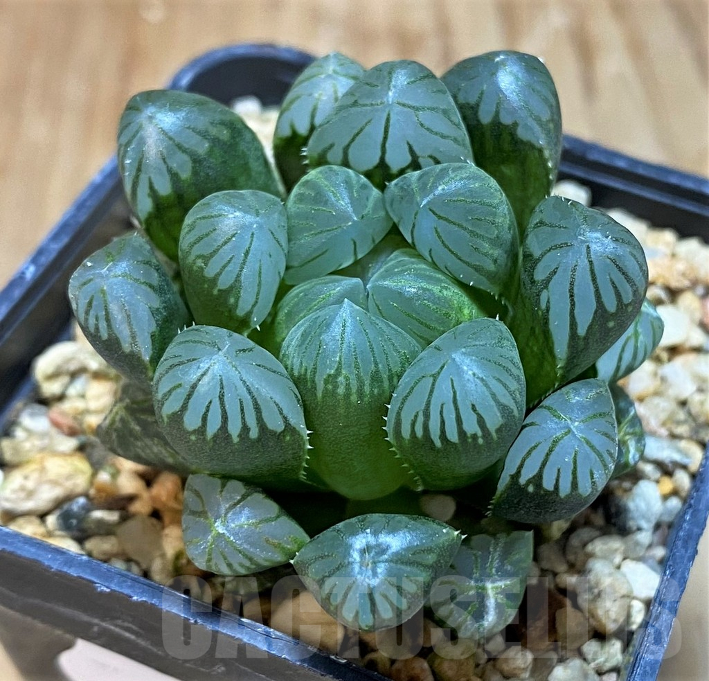 SH8030 Haworthia obtusa 'Purple Dodson' F2, seedling