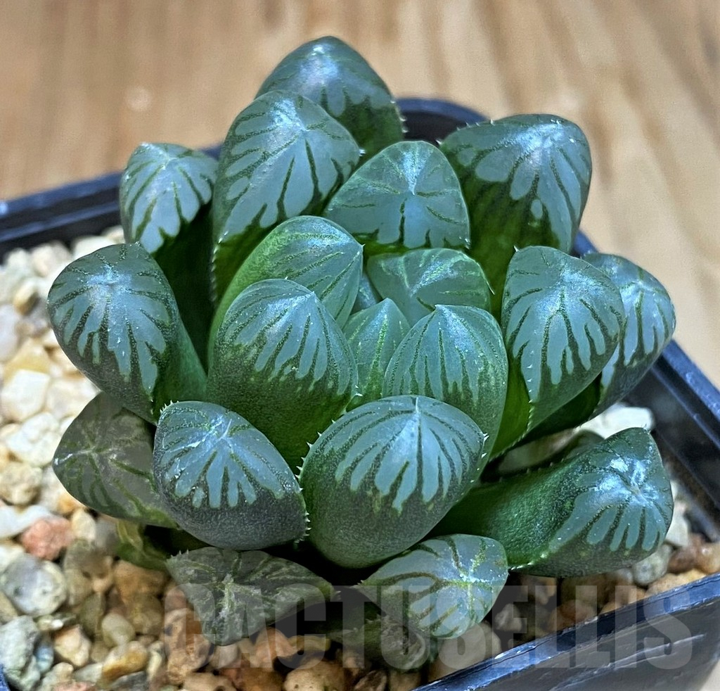 SH8030 Haworthia obtusa 'Purple Dodson' F2, seedling - Image 2