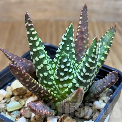SH8034 Haworthia pumila, seedling