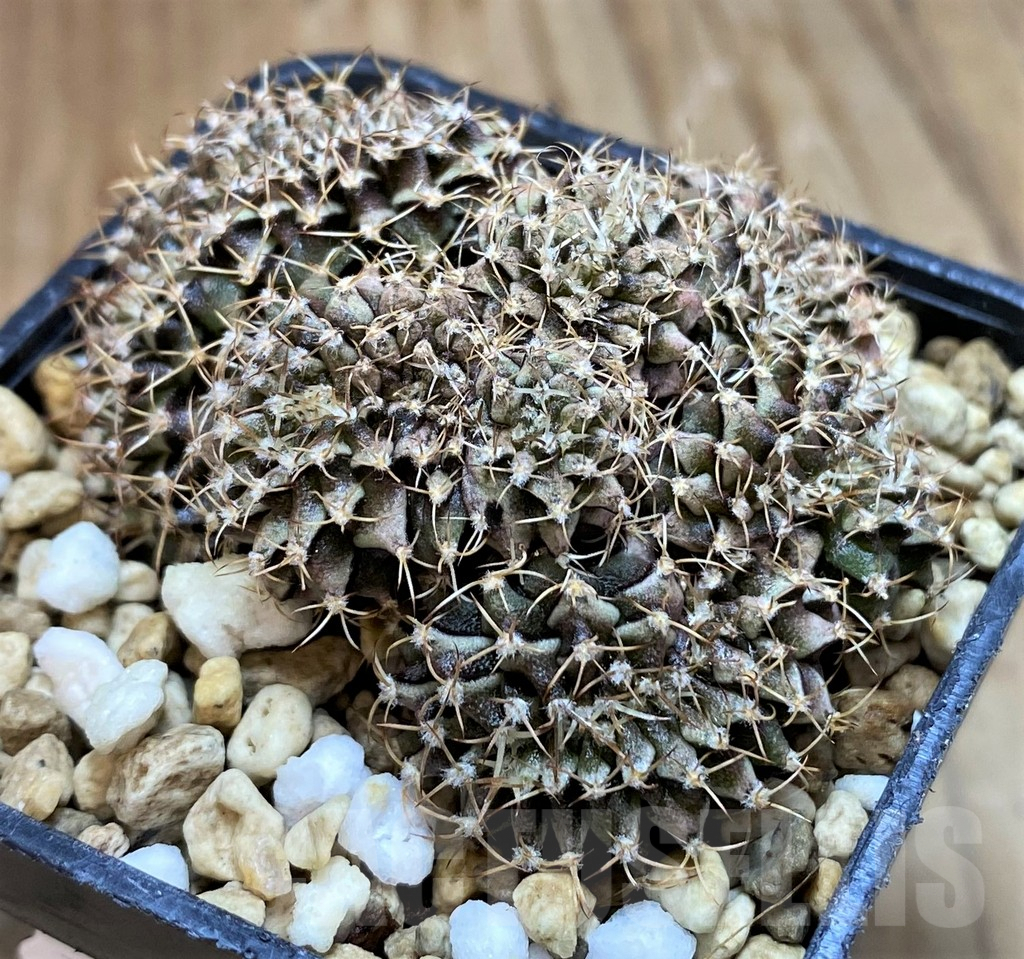 SH7993 Gymnocalycium friedrichii f. cristata - Image 2