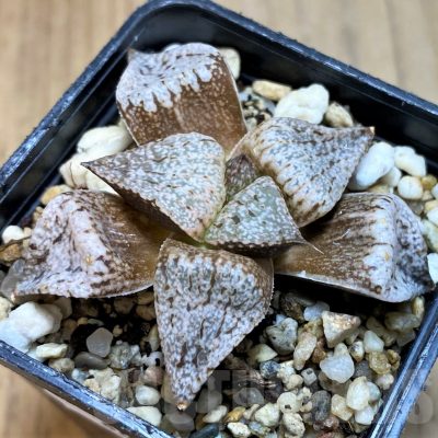 SH8052 Haworthia splendens 'Emerald Silver'