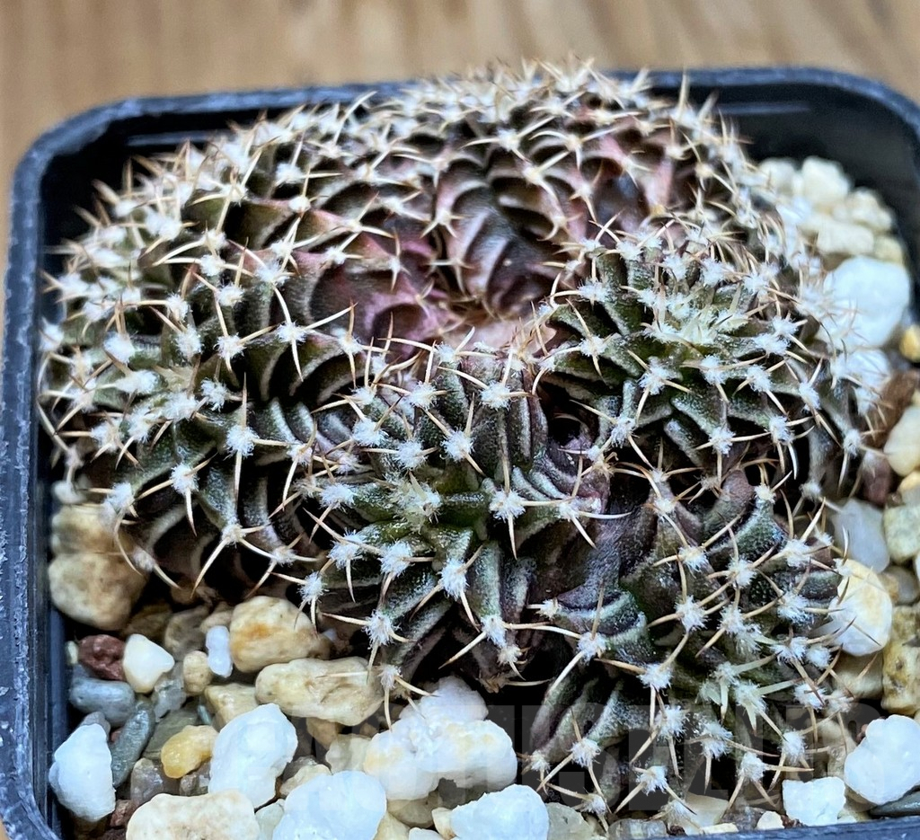 SH7994 Gymnocalycium friedrichii f. cristata - Image 2
