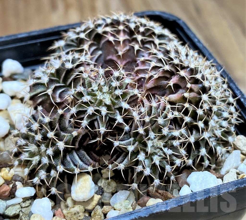 SH7994 Gymnocalycium friedrichii f. cristata - Image 3