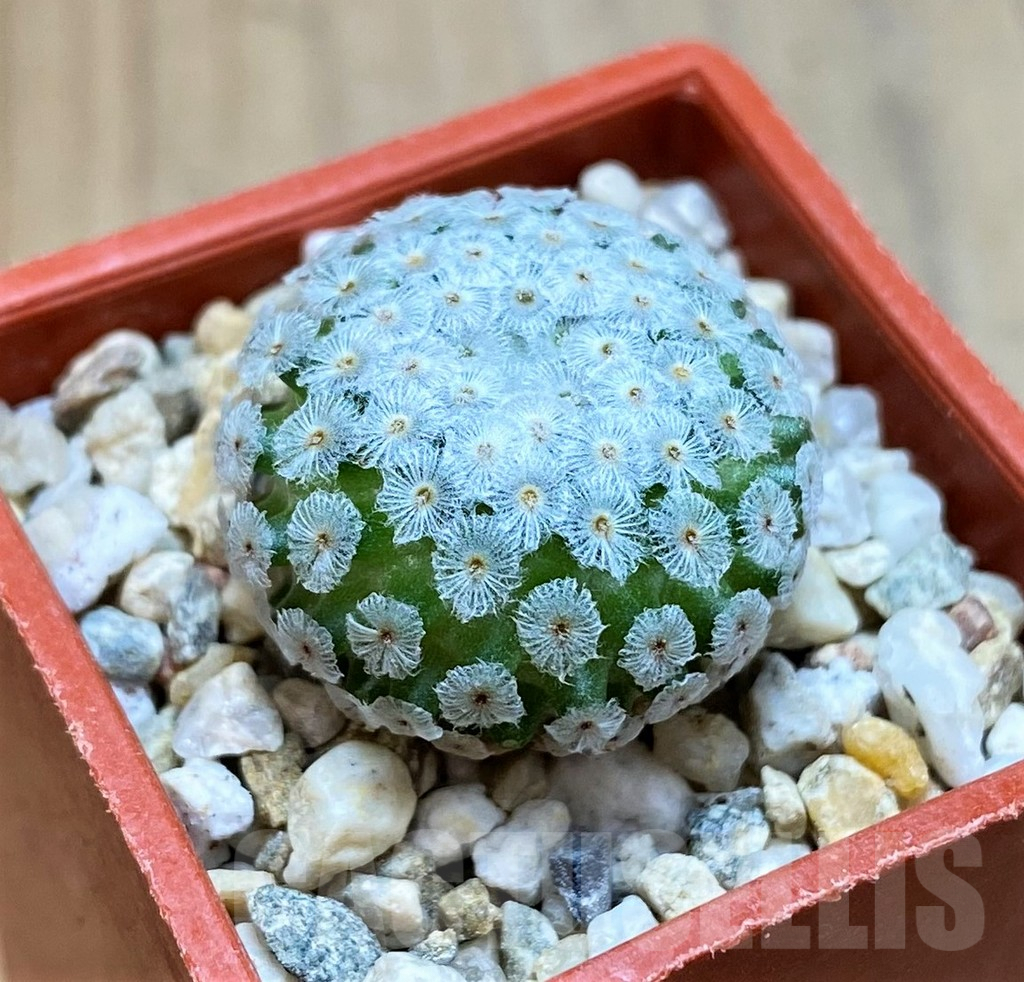 SH7999 Mammillaria breviplumosa GCG12500, own roots - Image 2