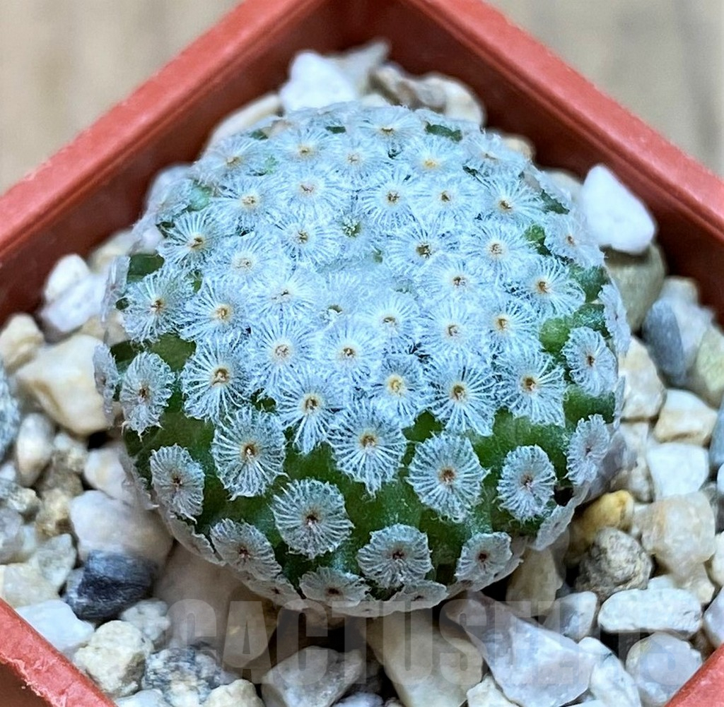 SH7999 Mammillaria breviplumosa GCG12500, own roots