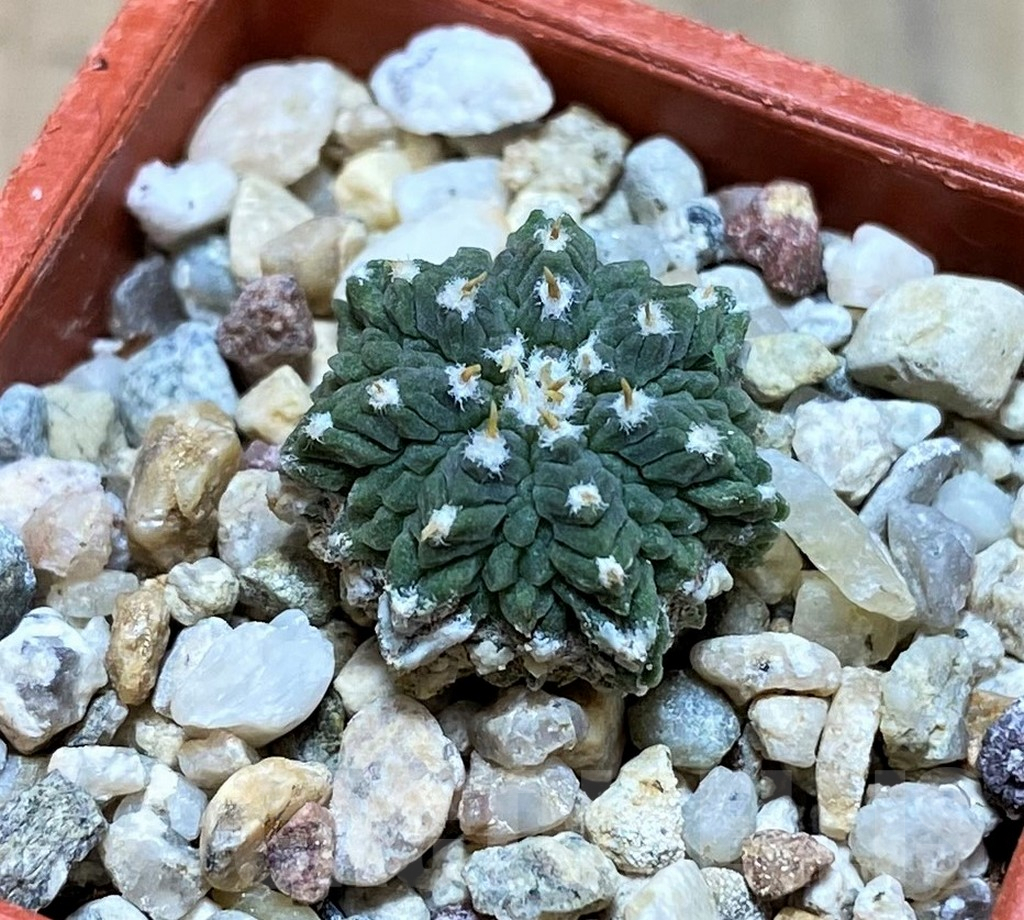 SH8001 Aztekium ritteri VM410