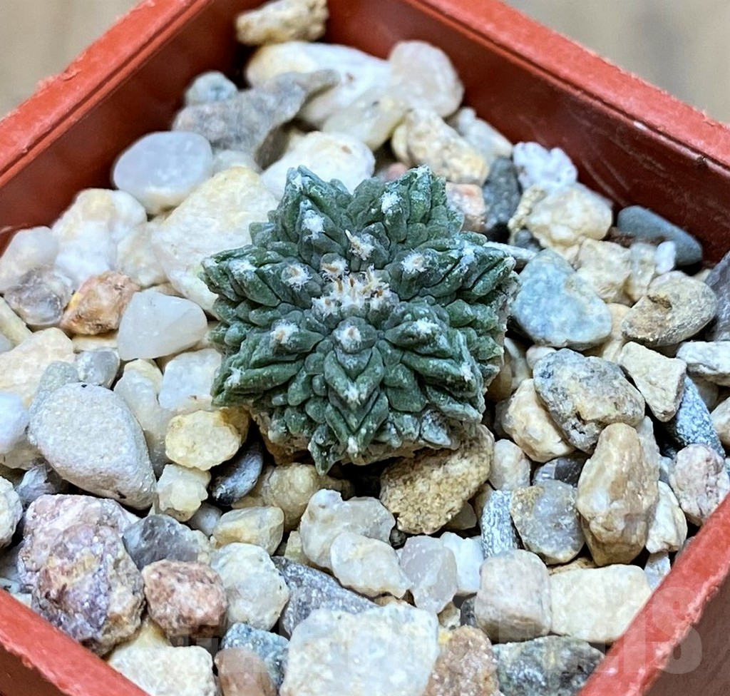 SH8002 Aztekium ritteri VM410