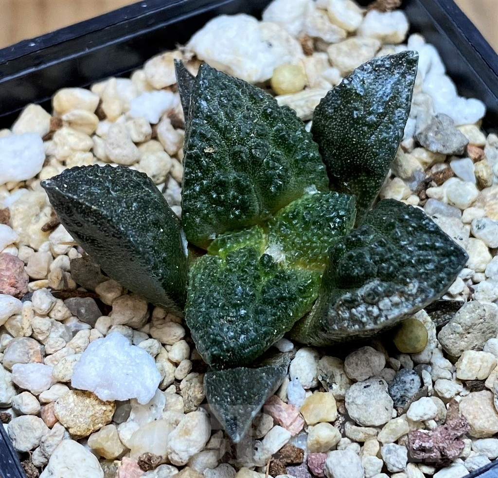 SH8005 Ariocarpus fissuratus ‘Godzilla’ hybrid, seedling