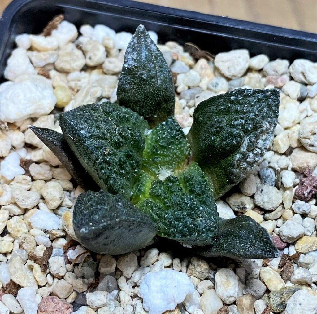 SH8005 Ariocarpus fissuratus ‘Godzilla’ hybrid, seedling - Image 2