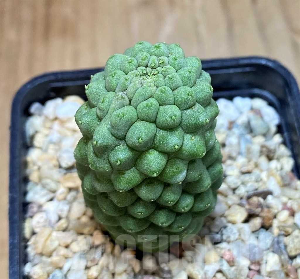 SH8006 Trichocaulon cactiformis