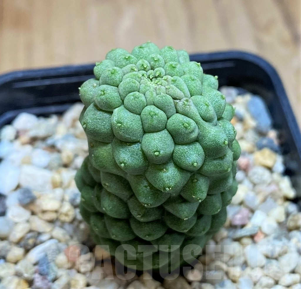 SH8006 Trichocaulon cactiformis - Image 2