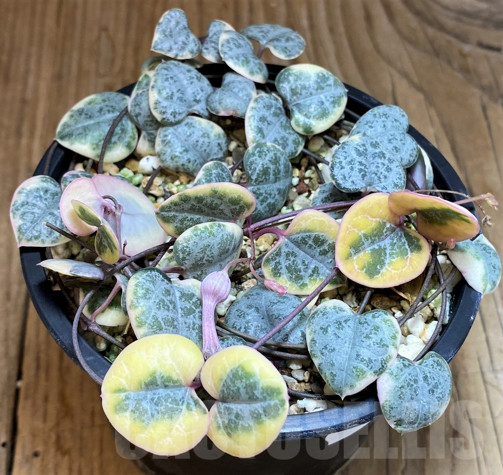 SH8010 Ceropegia woodii f. variegata