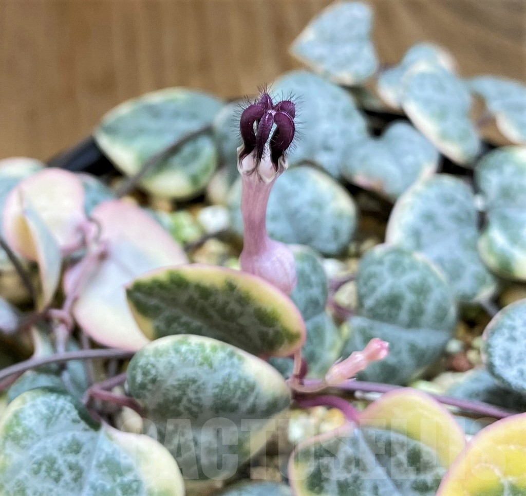 SH8010 Ceropegia woodii f. variegata - Image 2