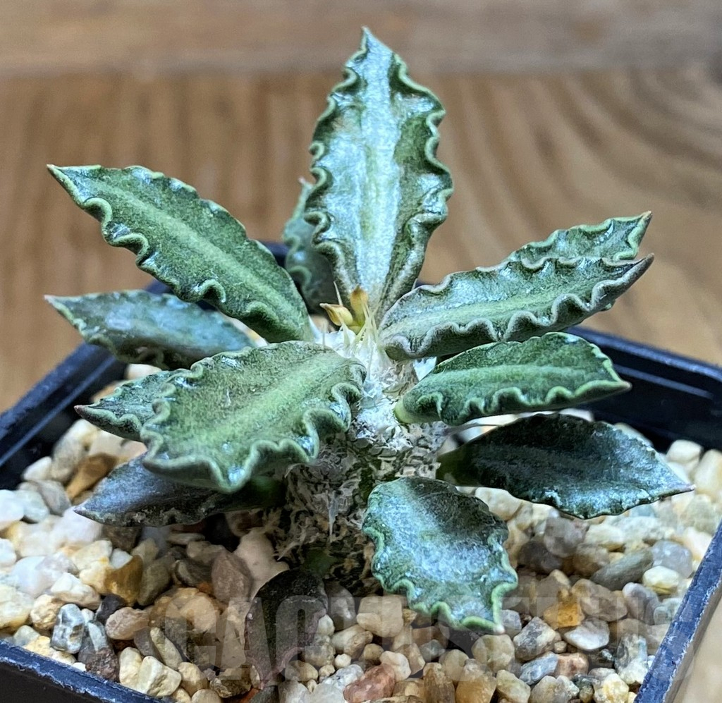 SH8011 Euphorbia tulearensis - Image 2