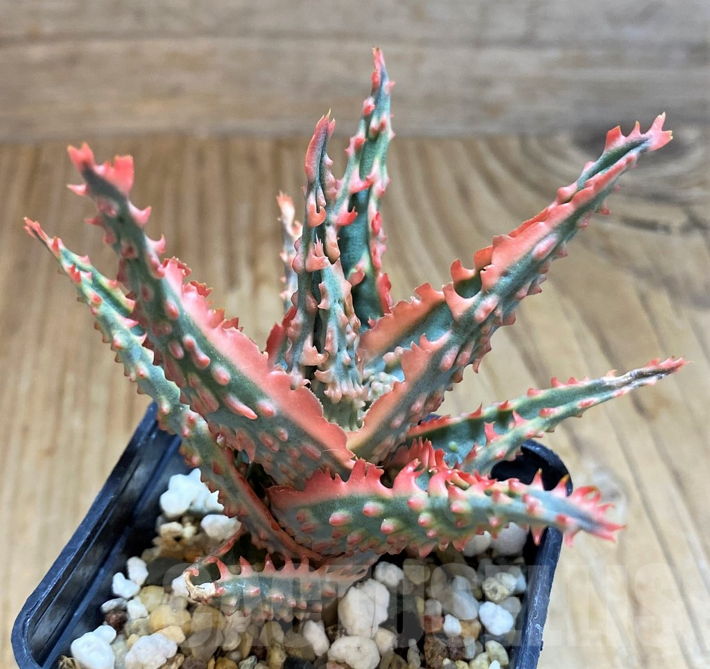 SH8021 Aloe TCT hybrid - Image 2