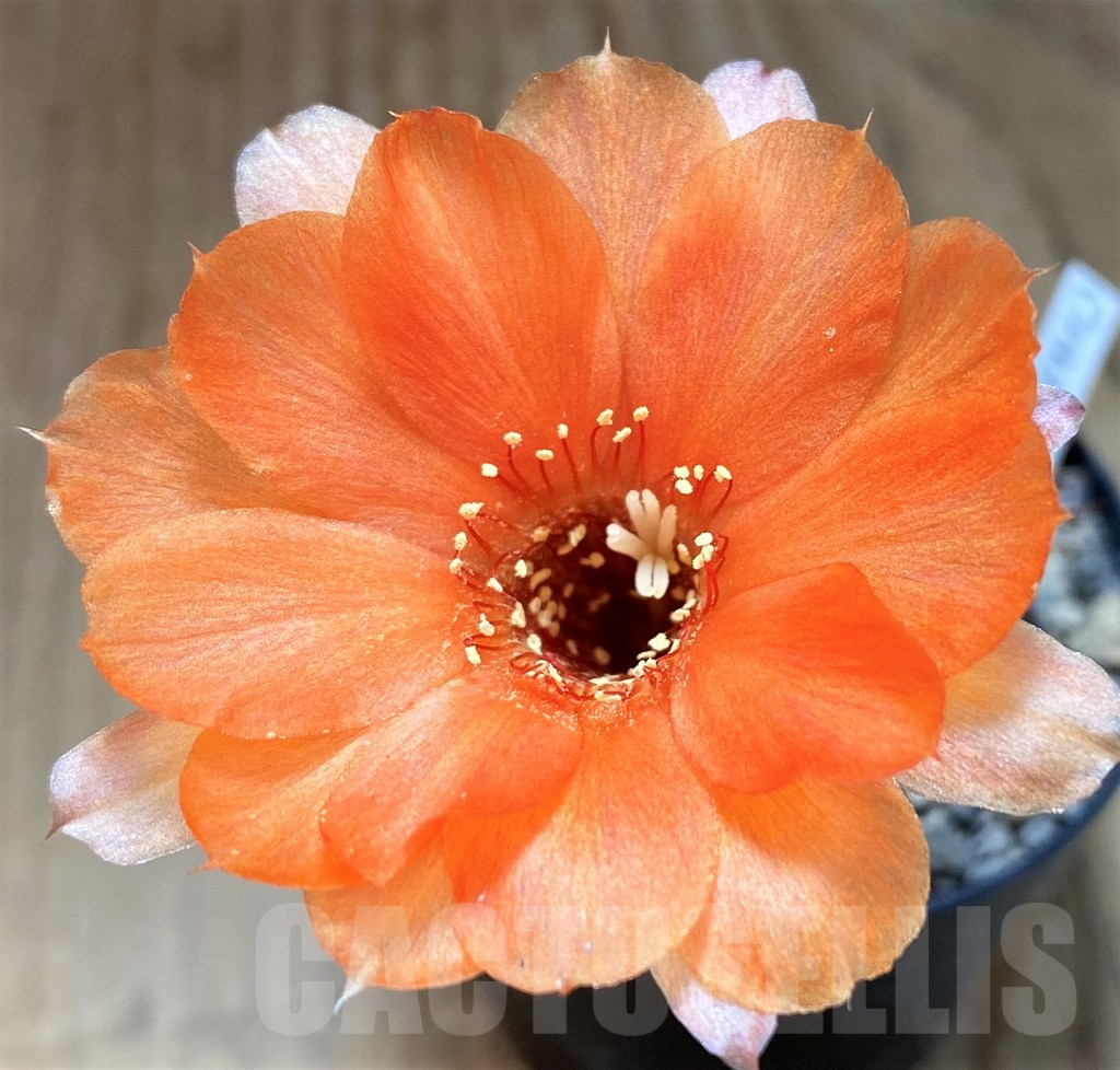 SH8124 Chamaecereus hybrid