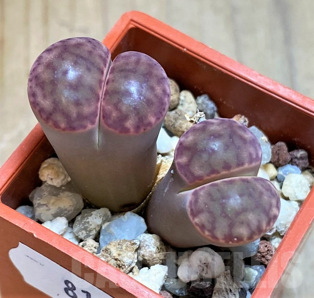 SH8162 Lithops bromfieldii C041
