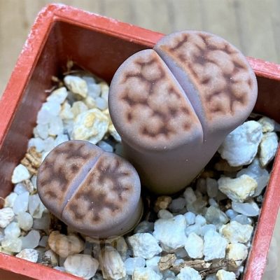 SH8167 Lithops karasmontana v. summitatum