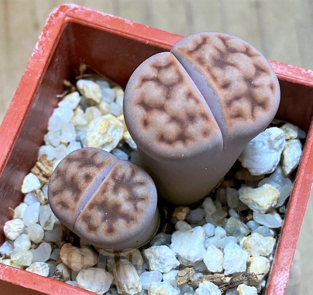 SH8167 Lithops karasmontana v. summitatum