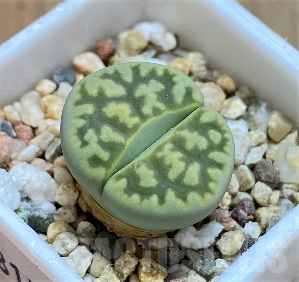 SH8177 Lithops bella ‘Green vermilion’