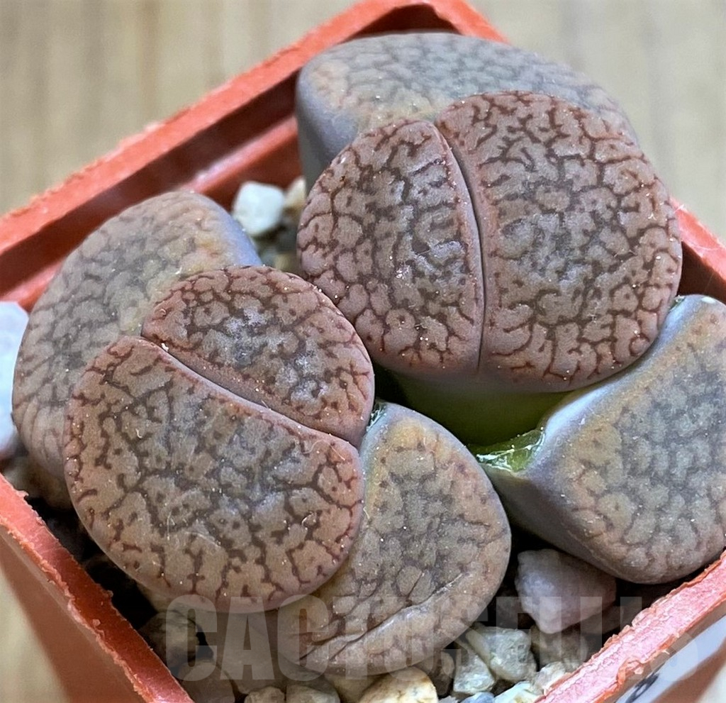 SH8178 Lithops aucampiae v. koelemanii
