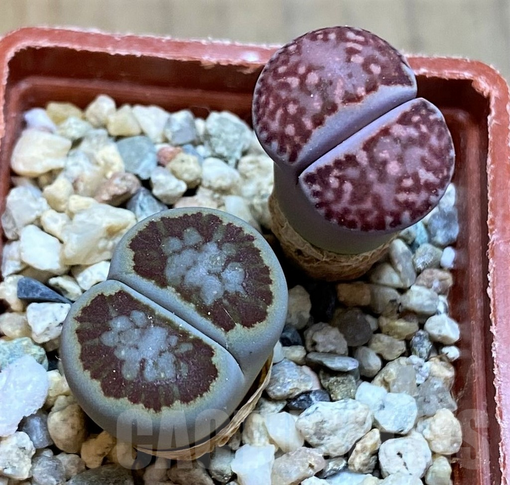 SH8179 Lithops julii ‘Kikushogyoku’, Lithops salicola ‘Sato’s Violet’ hybrid