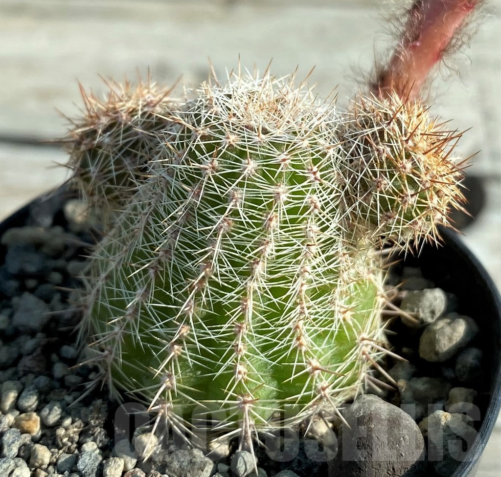 SH8124 Chamaecereus hybrid - Image 2
