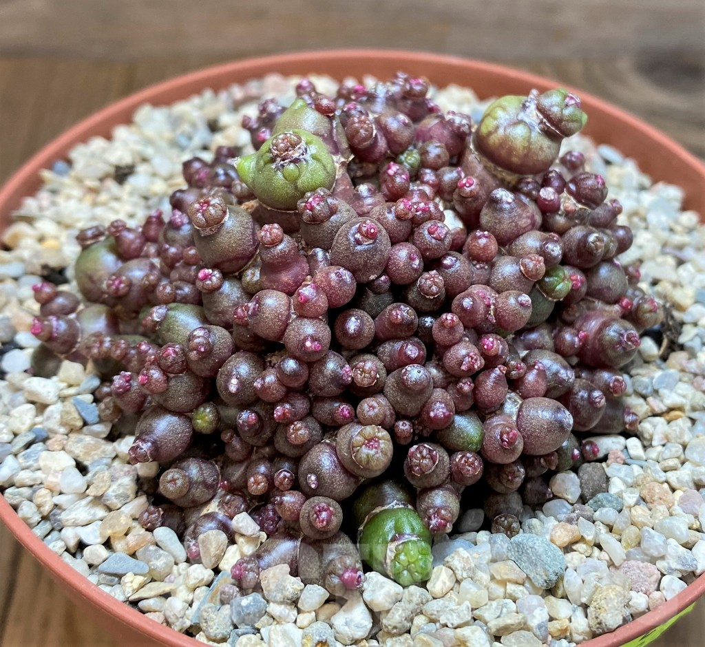 SH8129 Mammillaria bocasana 'Fred' - Image 2