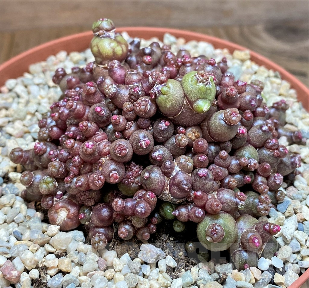 SH8129 Mammillaria bocasana 'Fred'