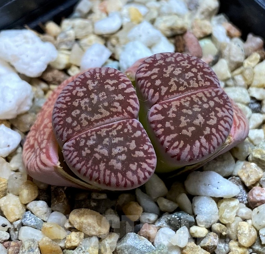SH8144 Lithops aucampiae 'Red Daniels Kuil'