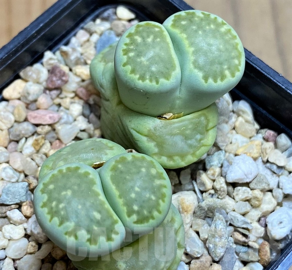 SH8153 Lithops salicola ‘Malachite’