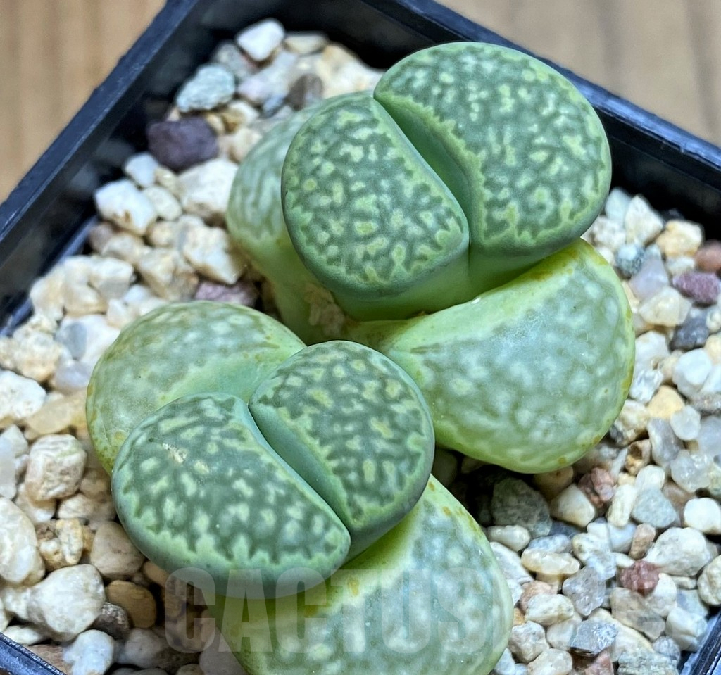 SH8155 Lithops salicola ‘Malachite’