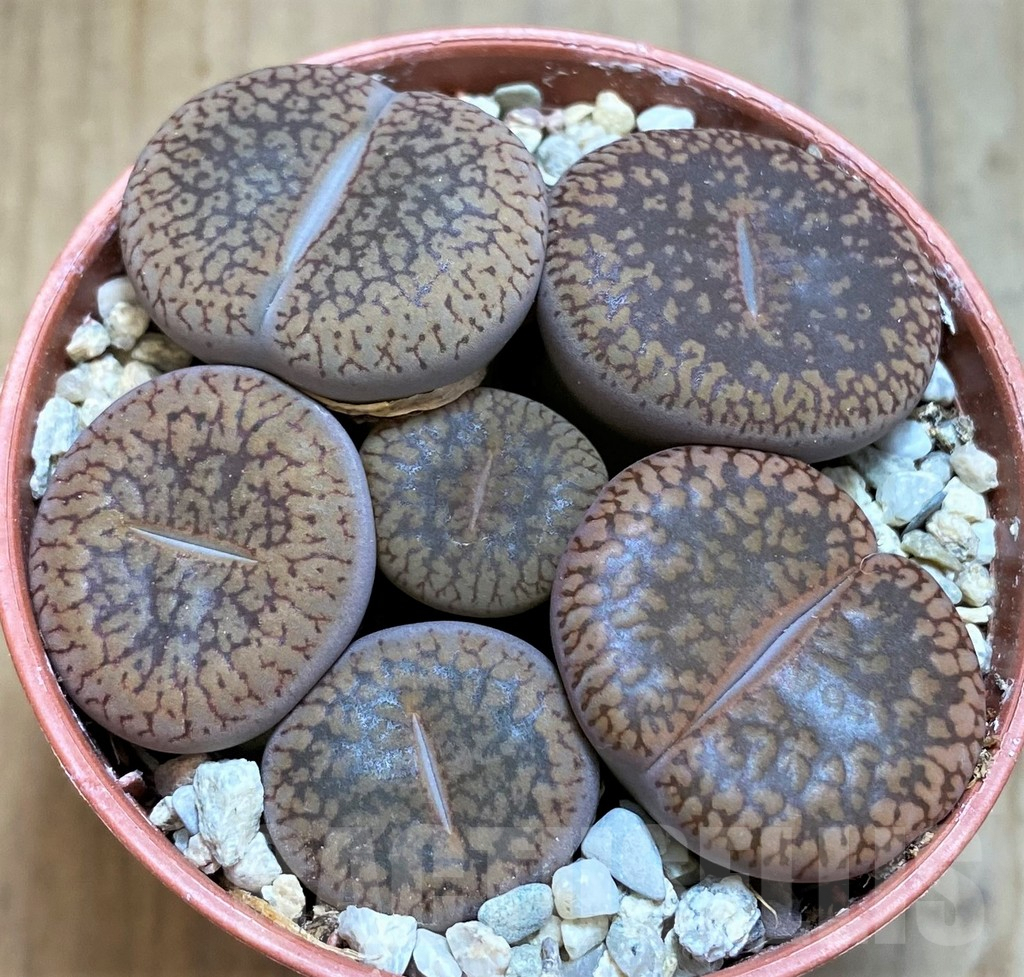SH8159 Lithops aucampiae mix