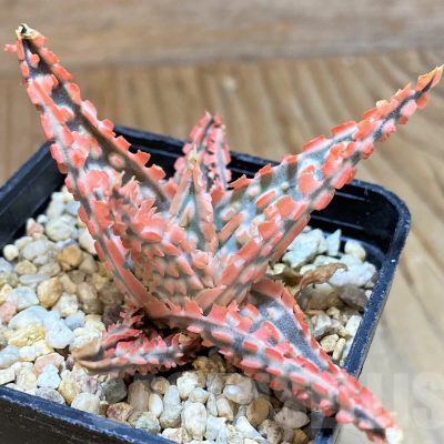 SH8274 Aloe TCT hybrid