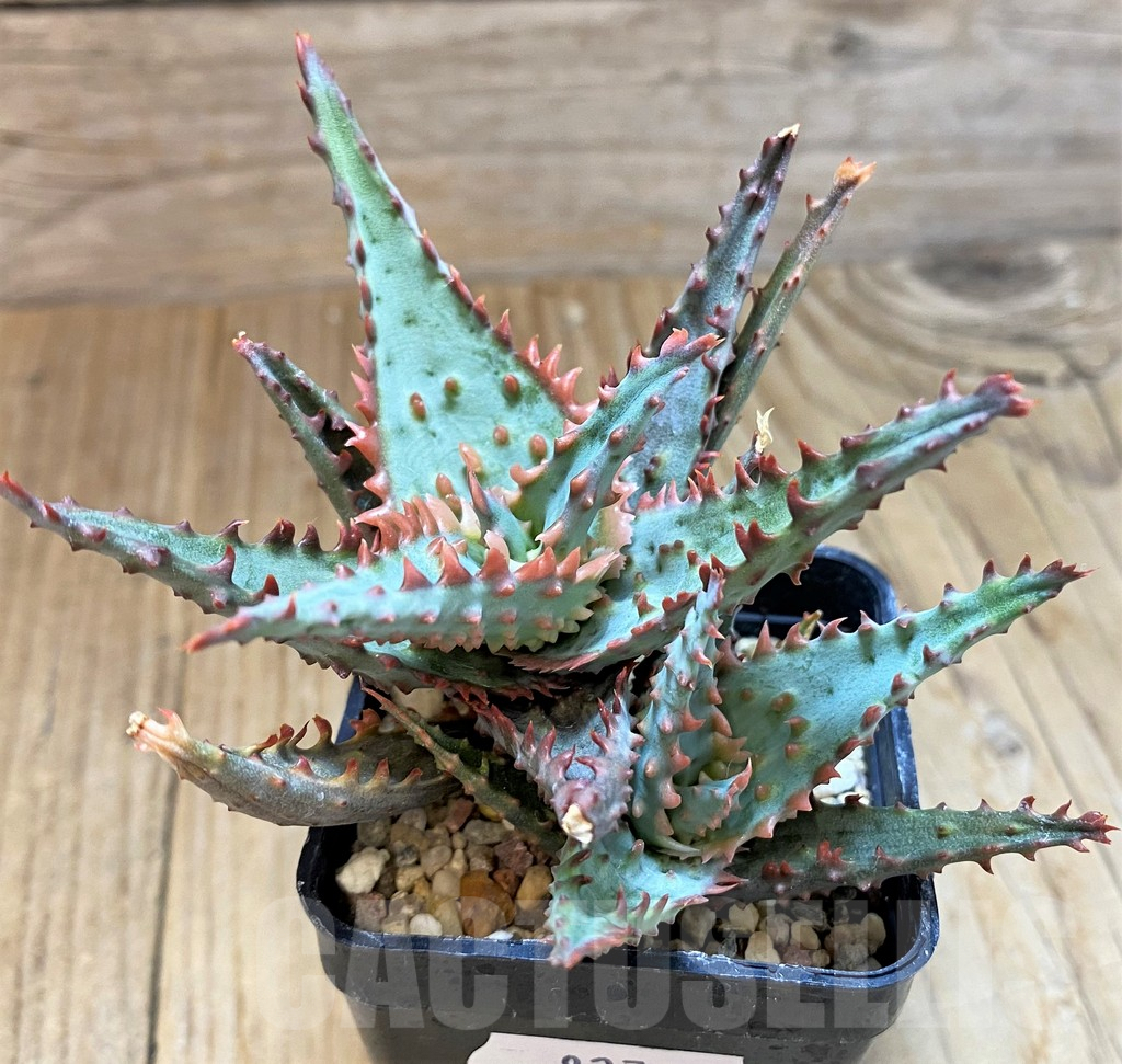 SH8276 Aloe TCT hybrid - Image 2