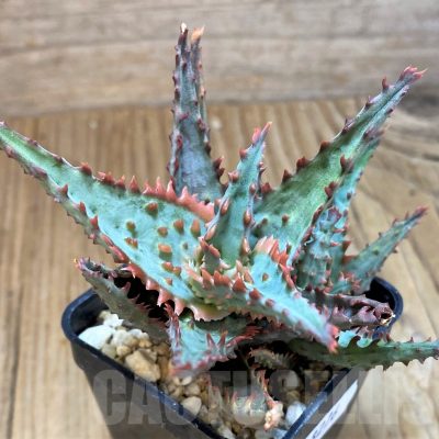 SH8276 Aloe TCT hybrid