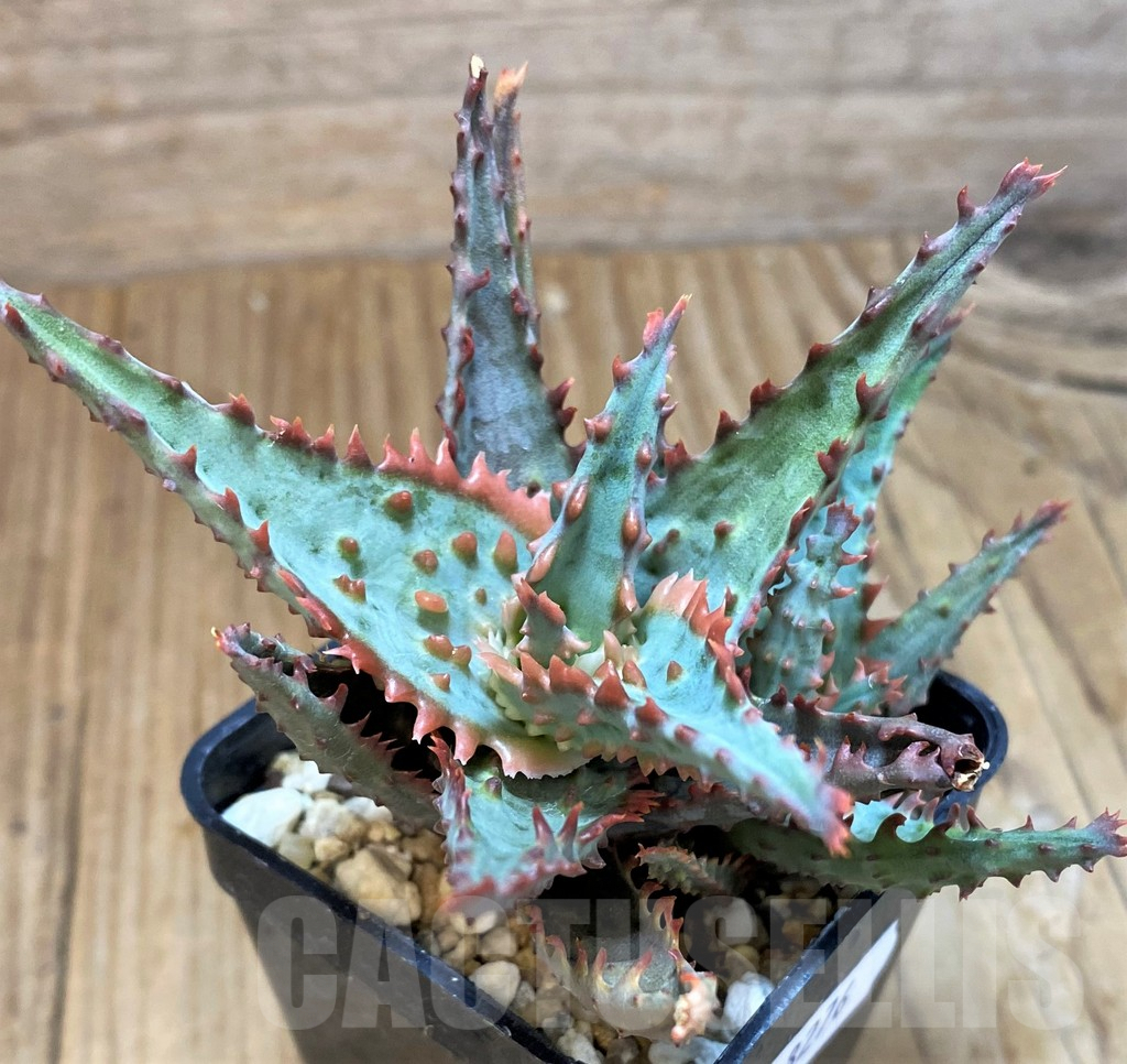 SH8276 Aloe TCT hybrid