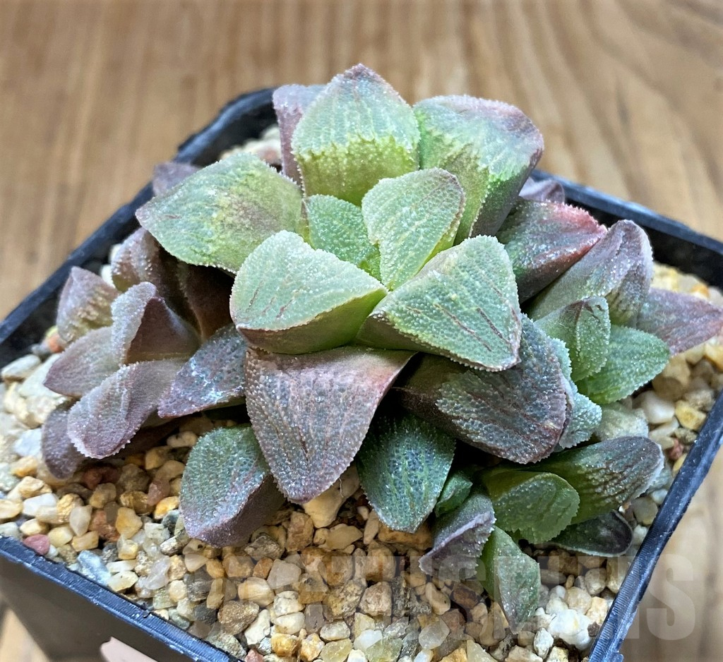 SH8280 Haworthia pygmaea f. crystallina 'Pink' - Image 2