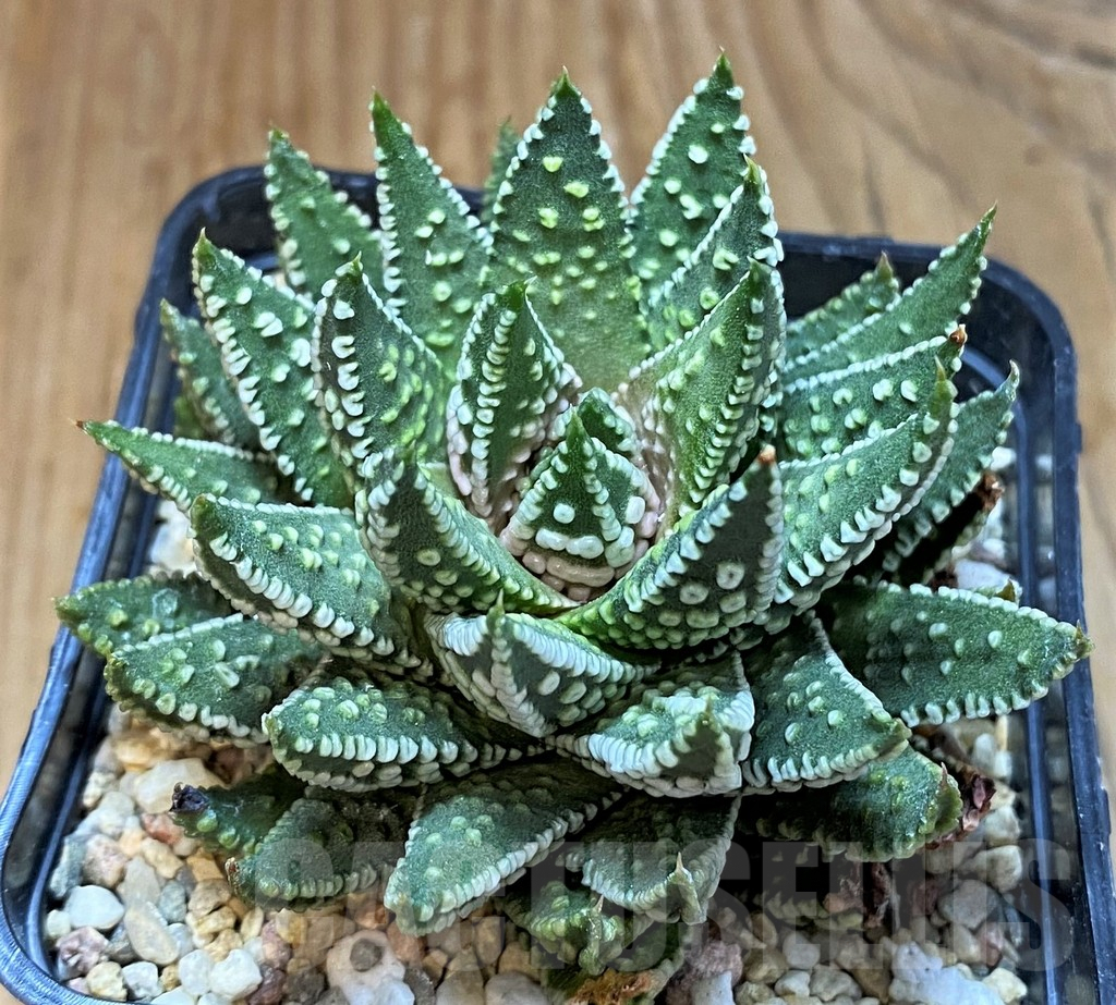 SH8282 Haworthia pumila 'Donut', compact form - Image 2