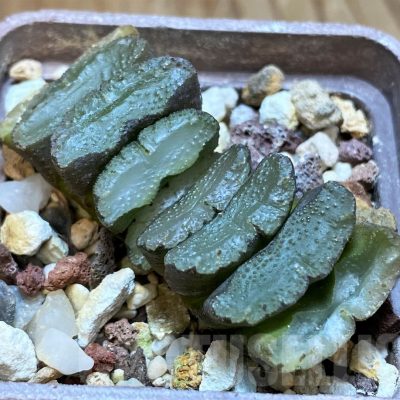 SH8287 Haworthia truncata