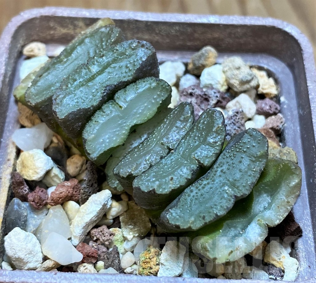 SH8287 Haworthia truncata