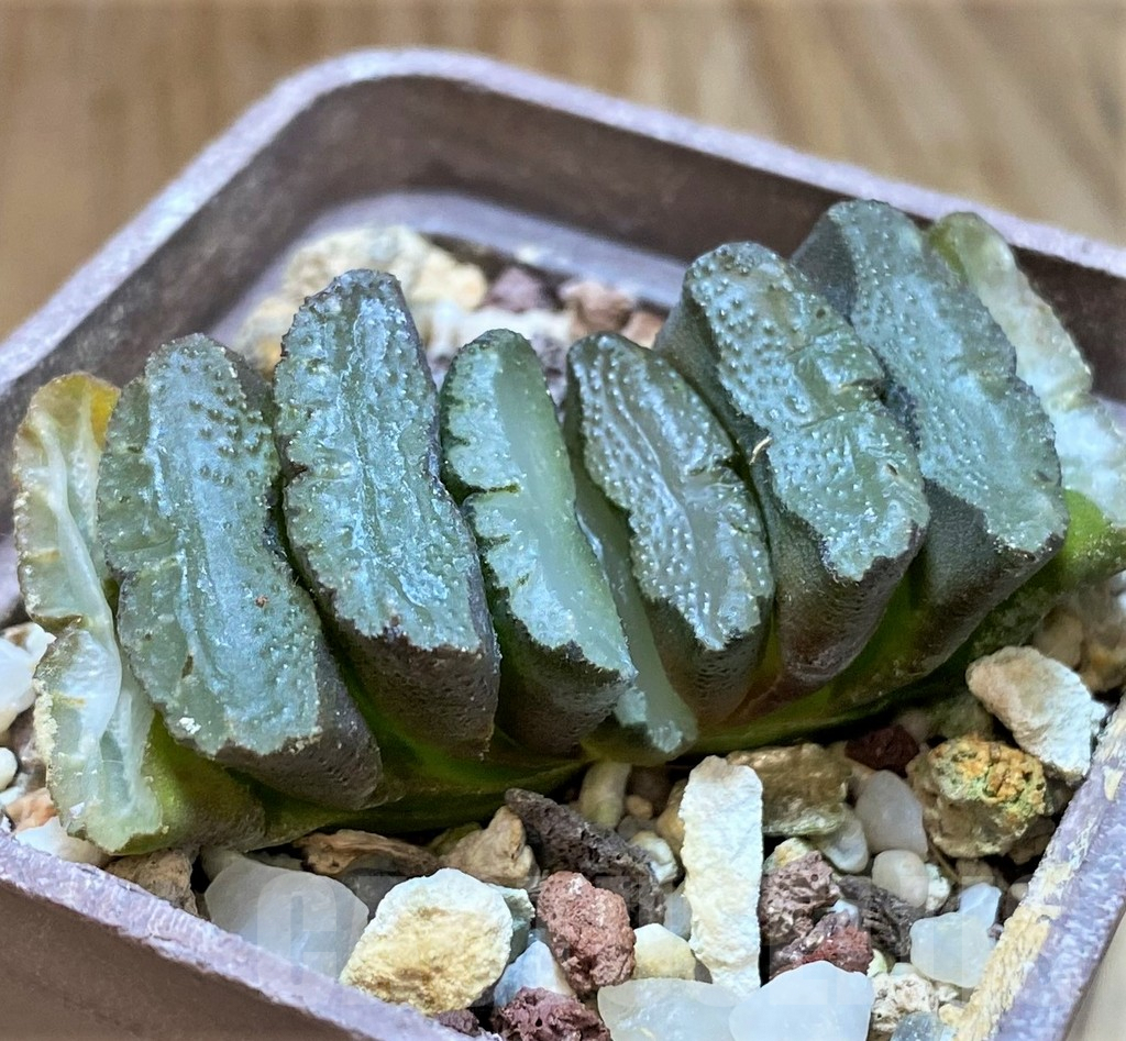 SH8287 Haworthia truncata - Image 2
